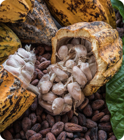 Cocoa Beans